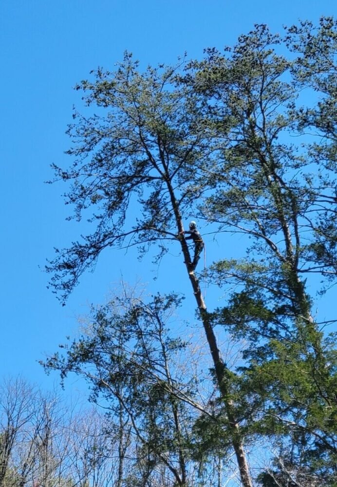 showing my skills of Tree Service Knoxville, Tennessee, climbing and cutting down a tree for my neighbor